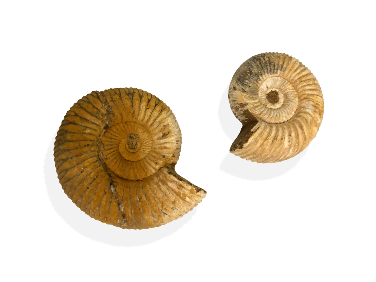 Ammonite Perisphinctes grezza