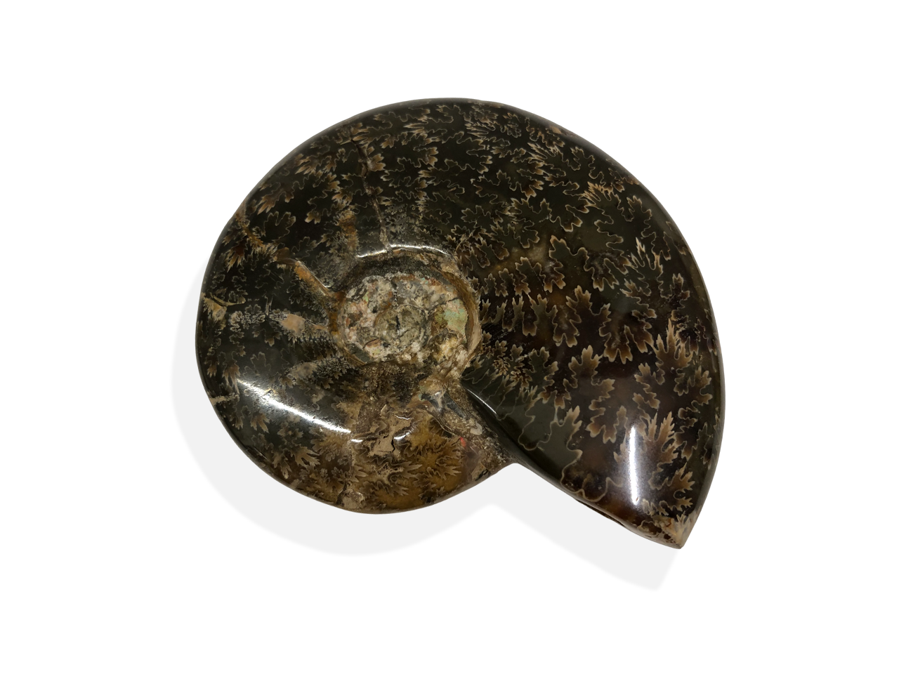 Ammonite intera con parte ventrale integra